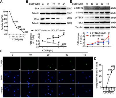 Activation of STING Pathway Contributed to Cisplatin-Induced Cardiac Dysfunction via Promoting the Activation of TNF-α-AP-1 Signal Pathway